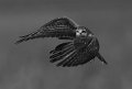 41 - Snail kite turning - KWAN PHILLIP - canada